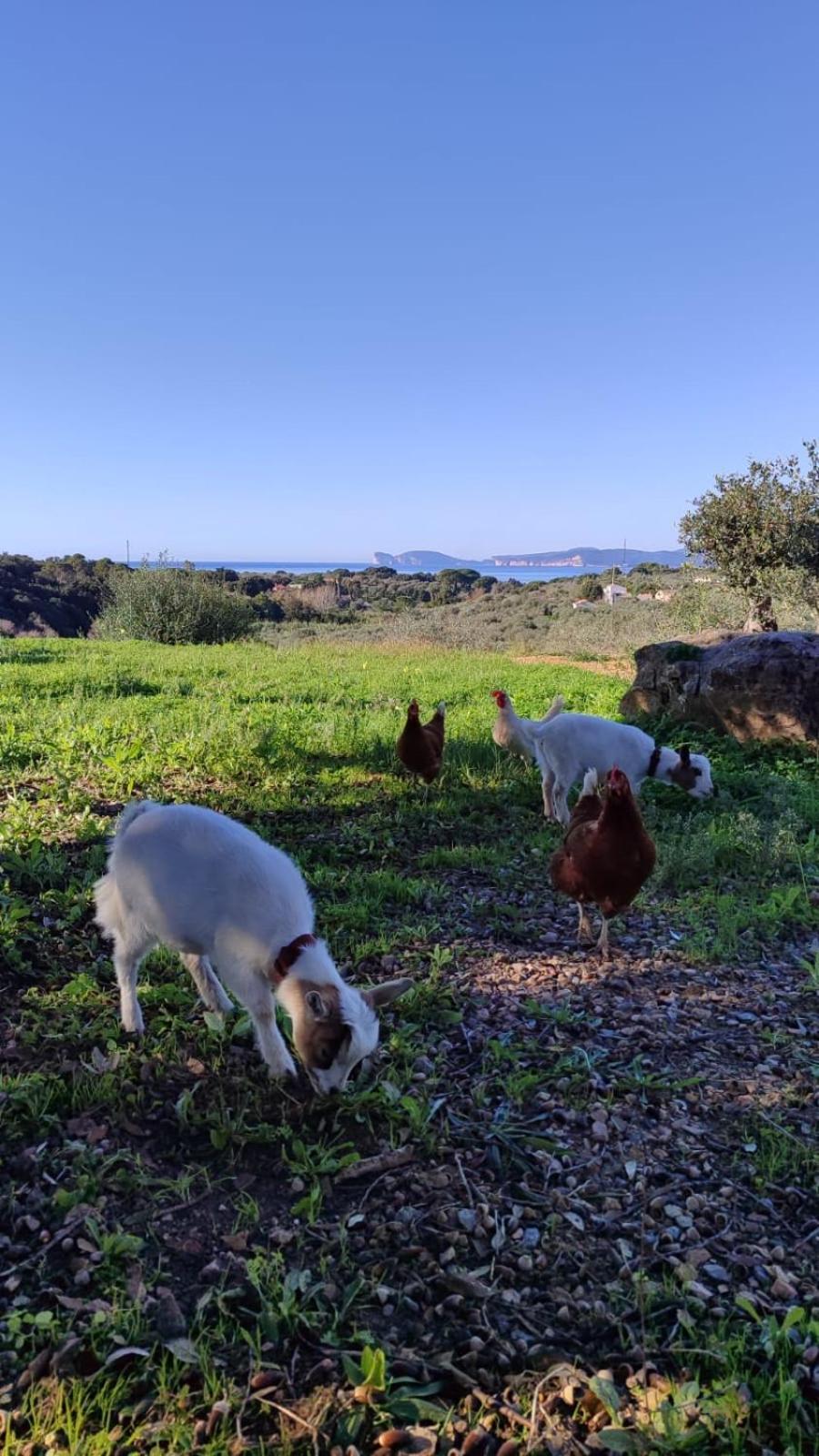 Villa Boeddu, Relax Tra Mare E Campagna Alghero Esterno foto