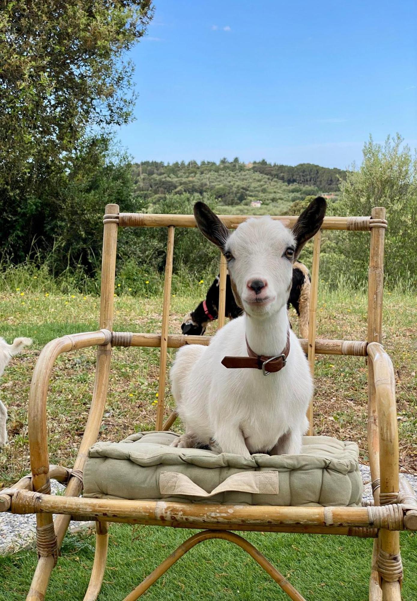 Villa Boeddu, Relax Tra Mare E Campagna Alghero Esterno foto