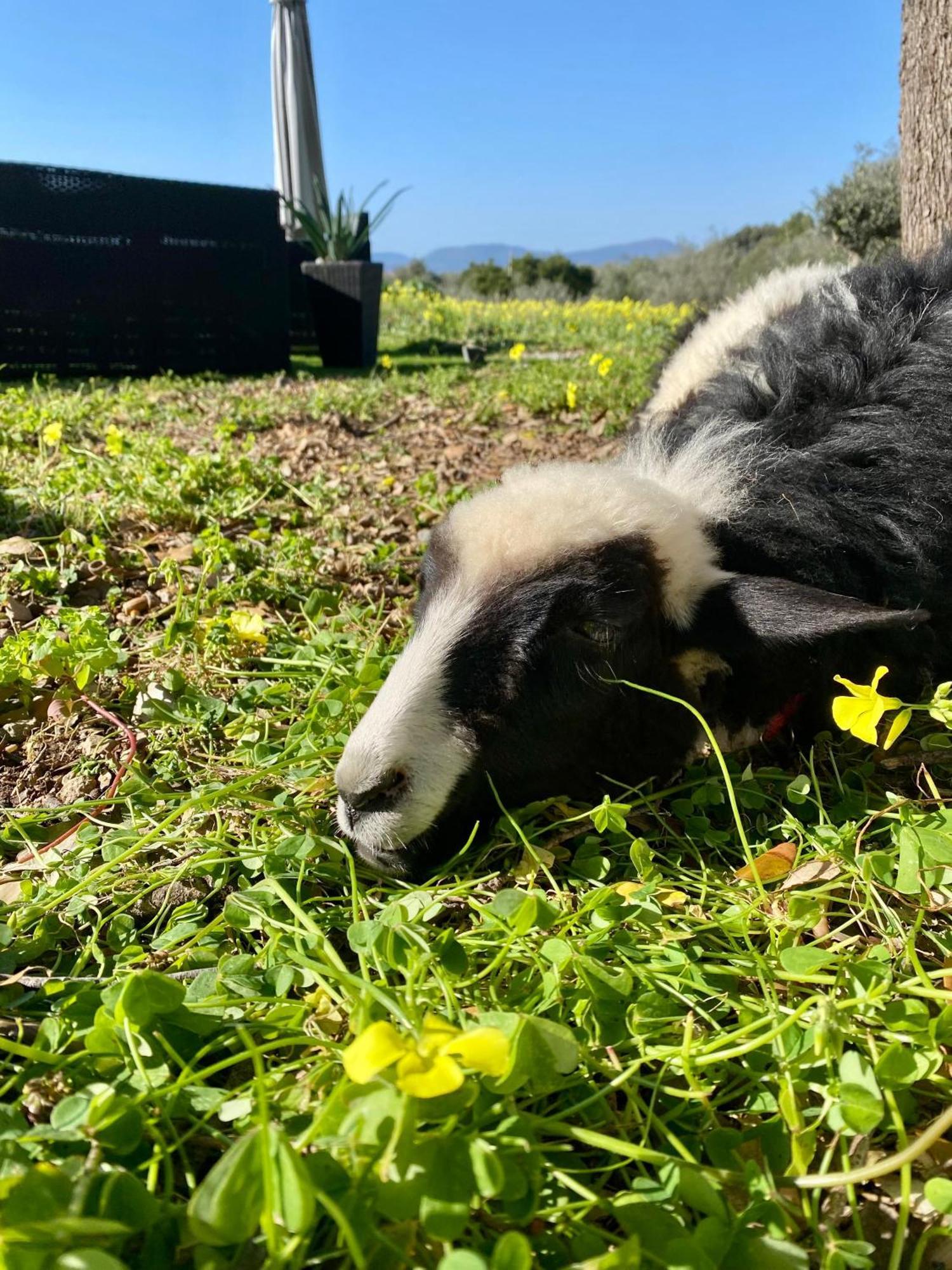 Villa Boeddu, Relax Tra Mare E Campagna Alghero Esterno foto